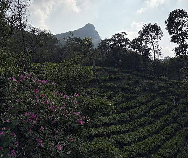 Mountain and tea plantation